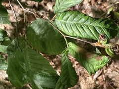 Litylenchus crenatae