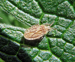 Tingis pilosa