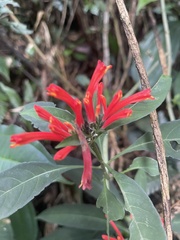 Aphelandra longiflora
