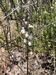 Sairocarpus coulterianus
