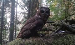 Strix occidentalis caurina