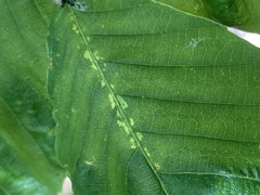 Litylenchus crenatae