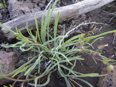 Erigeron breweri