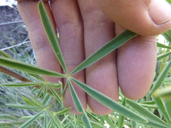 Lupinus arbustus