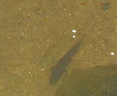 Semotilus corporalis