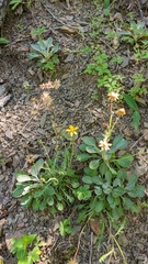 Packera antennariifolia