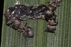 Cephalotes borgmeieri