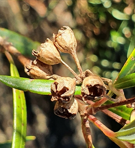 Image of Tristania neriifolia by (c) ronavery, some rights reserved (CC BY)