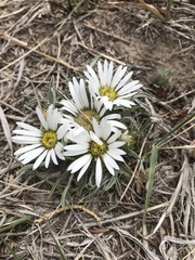 Townsendia hookeri