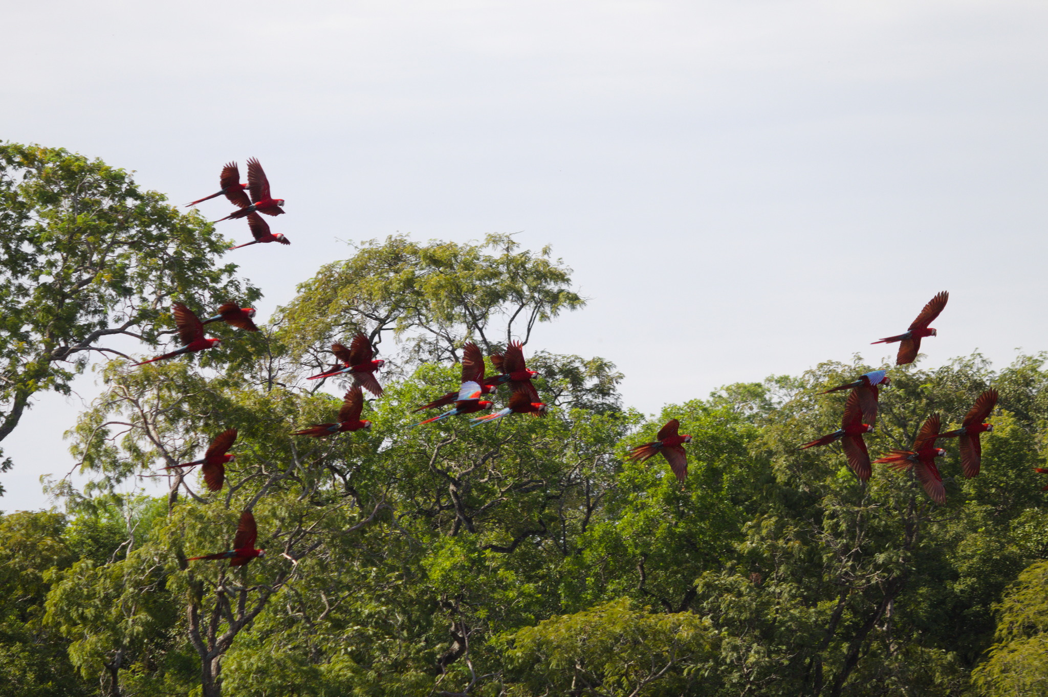 Red-and-green Macaw