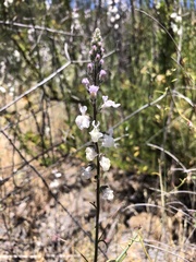 Sairocarpus coulterianus