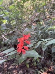 Ruellia brevifolia