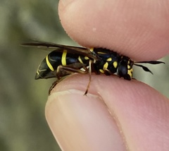 Sphiximorpha willistoni