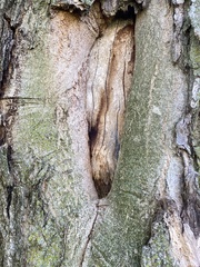 Sphiximorpha willistoni