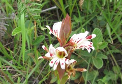 Satyrium sphaerocarpum