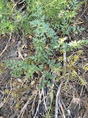 Tauschia parishii