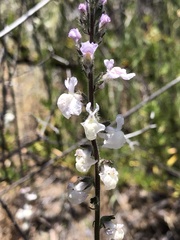 Sairocarpus coulterianus
