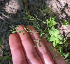 Draba ramosissima