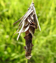 Canephora hirsuta