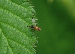 Geomyza balachowskyi