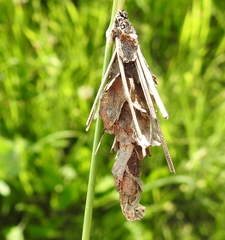 Canephora hirsuta