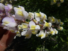 Lupinus arbustus