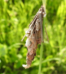 Canephora hirsuta