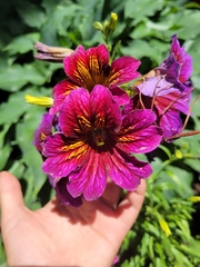 Salpiglossis