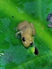 Diasporus