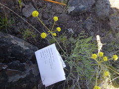 Lomatium triternatum
