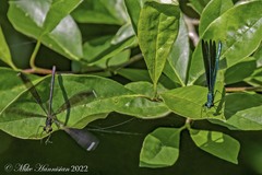 Calopteryx maculata