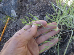Lomatium triternatum