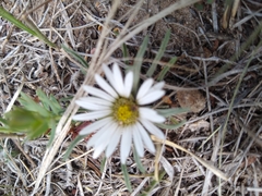 Townsendia grandiflora