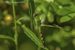 Erythemis simplicicollis