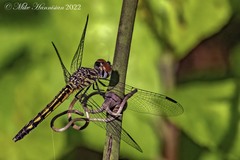 Pachydiplax longipennis