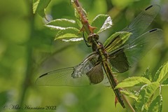 Libellula luctuosa