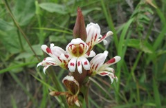 Satyrium sphaerocarpum