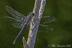 Libellula incesta
