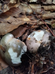 Russula cyanoxantha