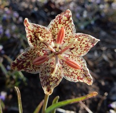 Fritillaria pinetorum