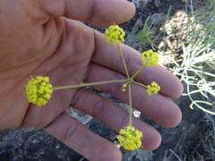 Lomatium triternatum