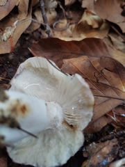 Russula cyanoxantha