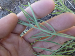 Lomatium triternatum