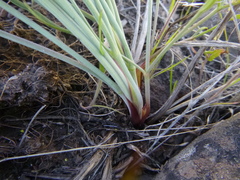 Lomatium triternatum