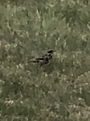 Turdus iliacus coburni