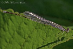 Enallagma vesperum