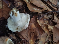 Russula cyanoxantha