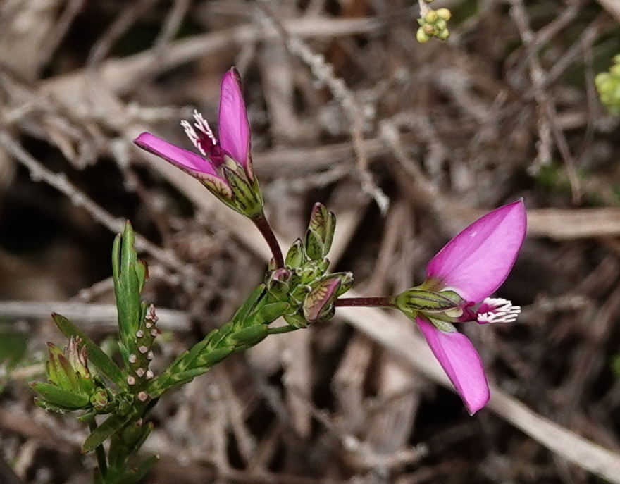 Shortkeel Falsepea