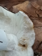 Russula cyanoxantha