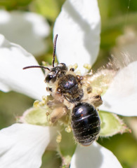 Andrena rugosa